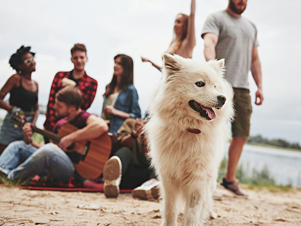 Partner Programs White dog on the bank of a river in front of a group of young people