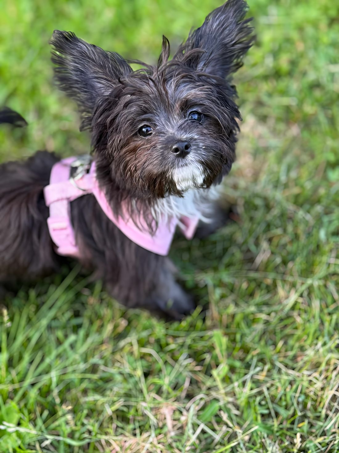 From Parvovirus to Emotional Support Hero Pixie, the mighty little terrier mix.