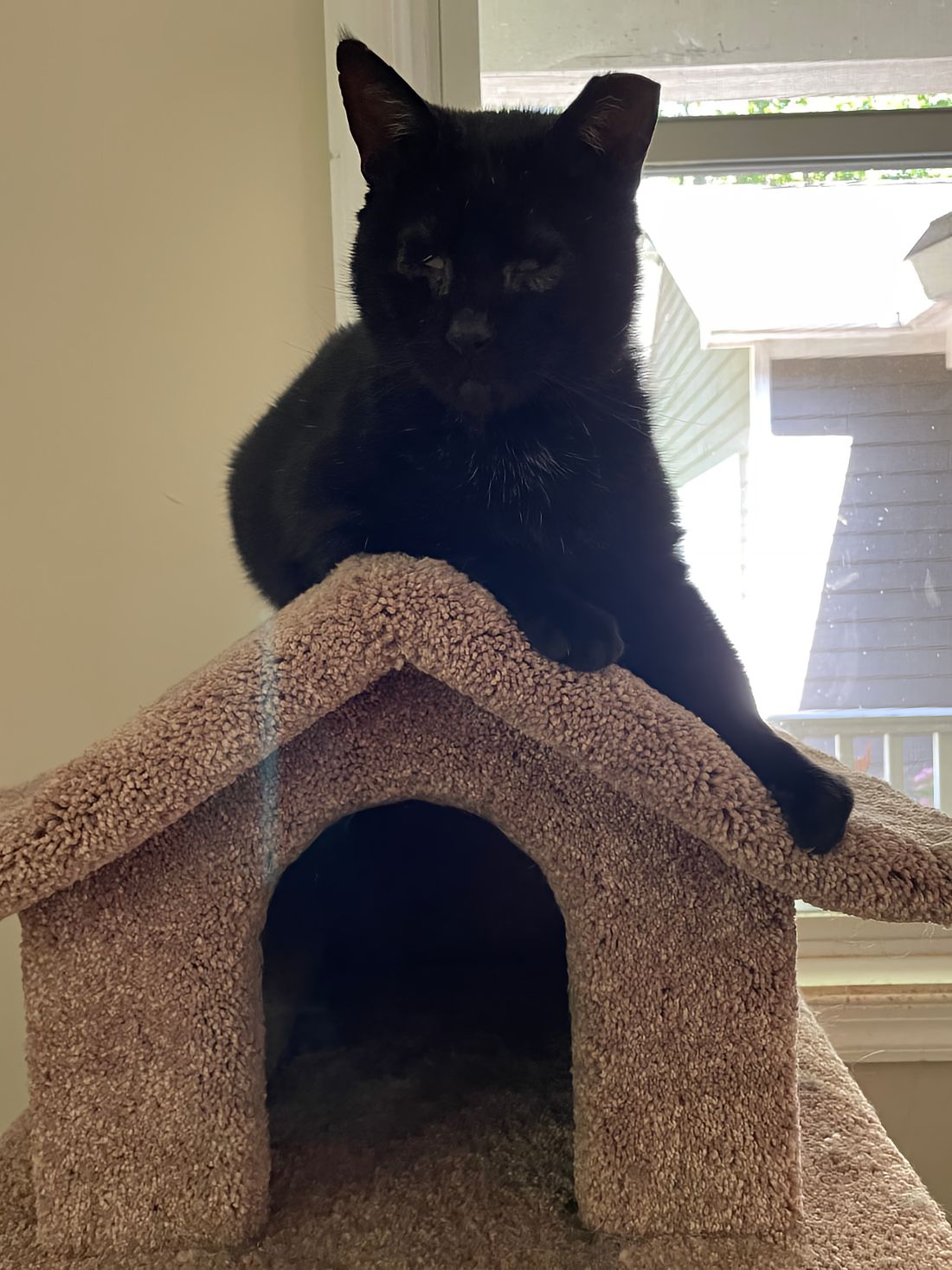 From TNR Program to a Loving Forever Home Snoopy, a blind, black kitty saved by the Help to Heal program resting in his new forever home