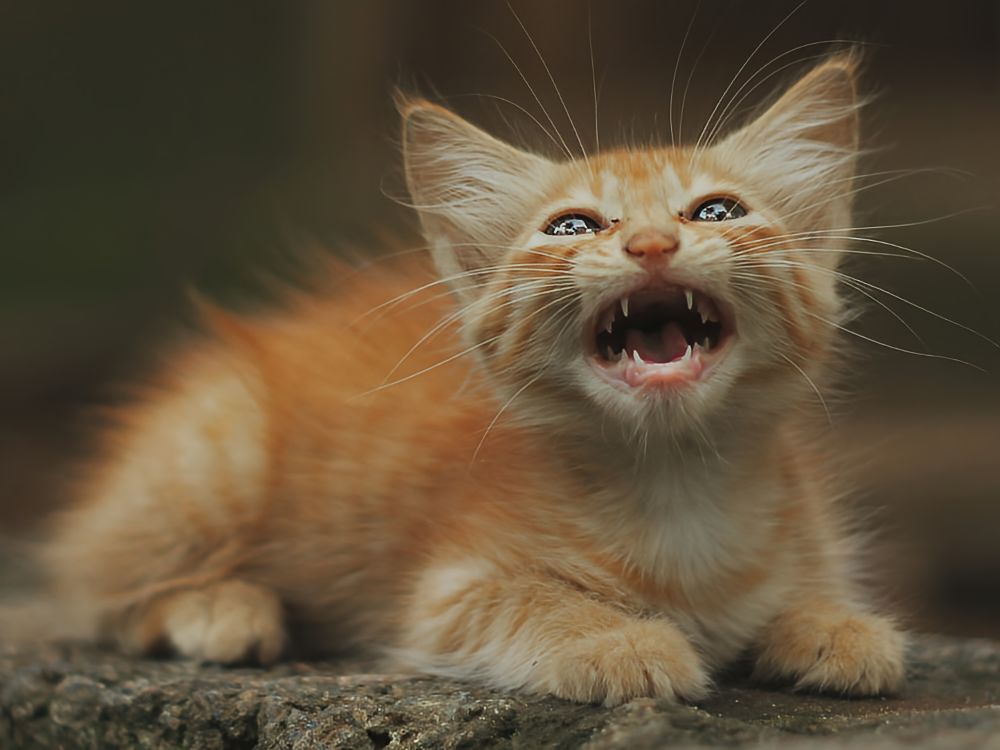 Cat Crying baby kitten