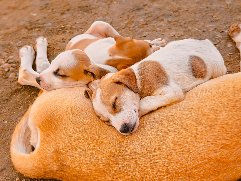 Dog 3 Puppies sleeping on their mother