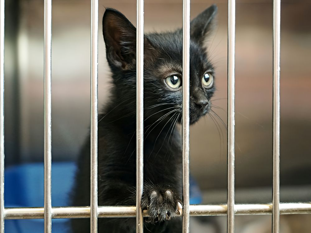 Help to Heal Program Black kitty cat looking through the bars of a shelter cage